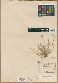 Astragalus quinqueflorus image