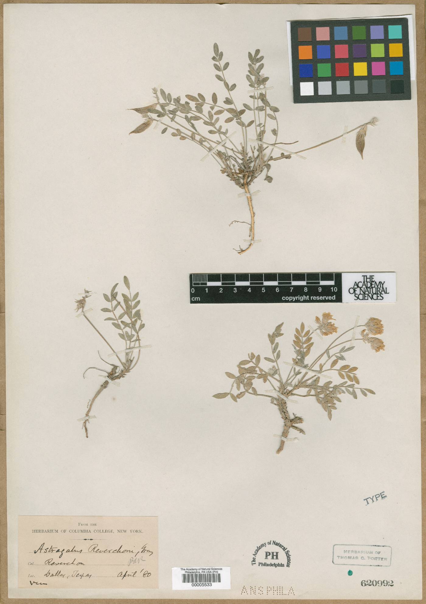 Astragalus lotiflorus image