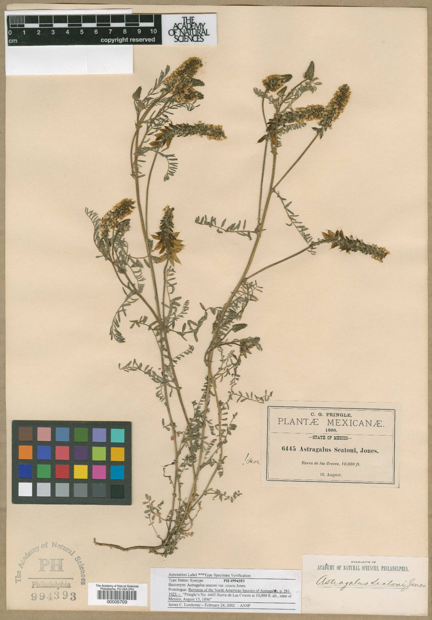 Astragalus seatonii image