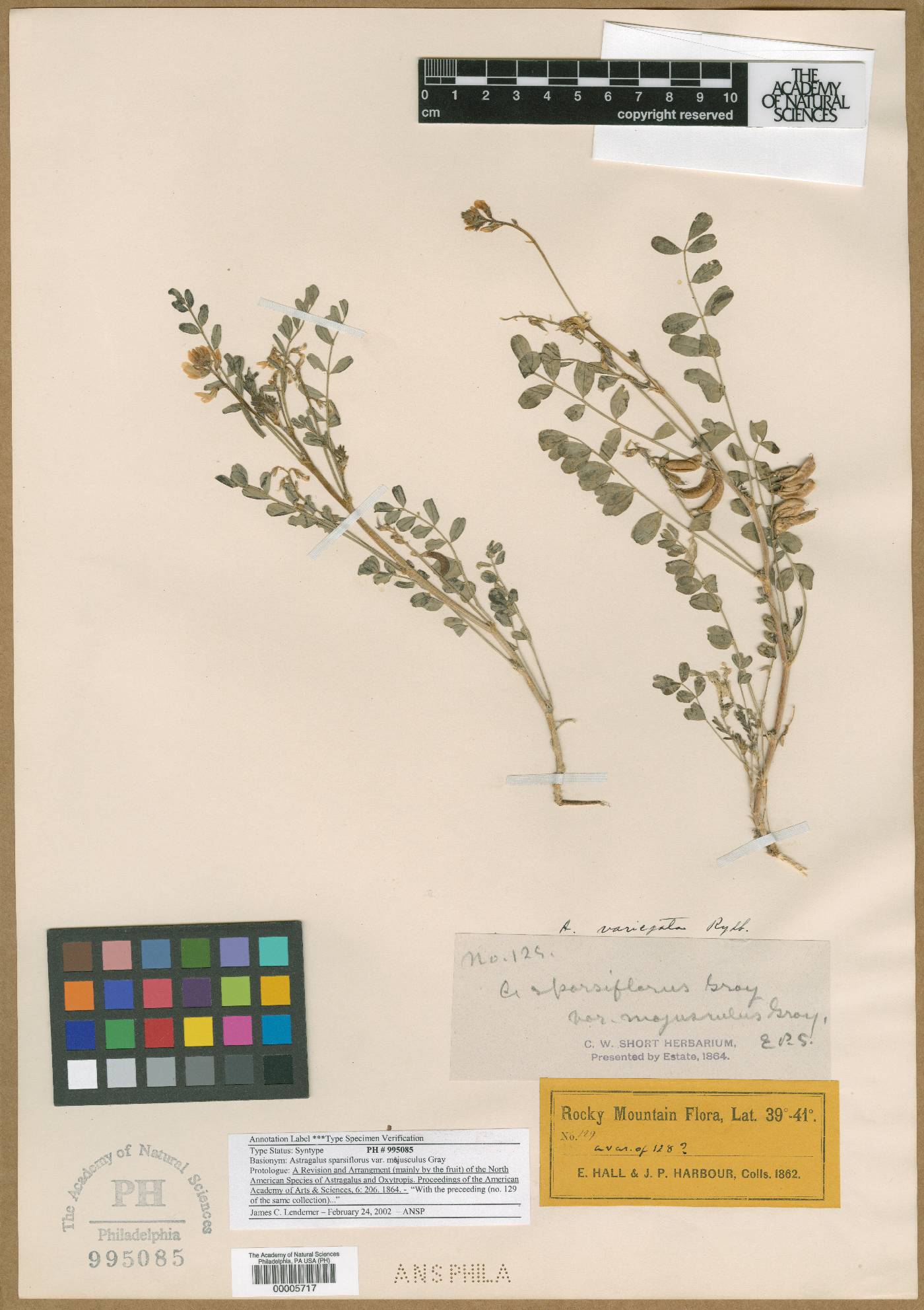 Astragalus sparsiflorus var. majusculus image