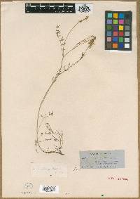 Astragalus vaccarum image
