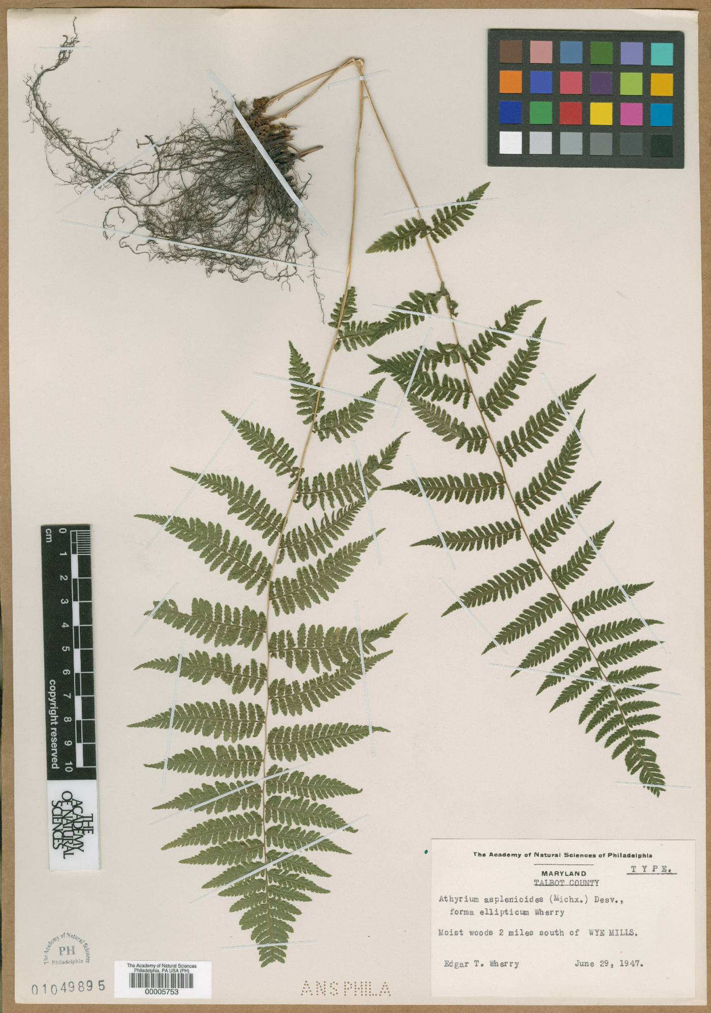 Athyrium asplenioides subsp. asplenioides image