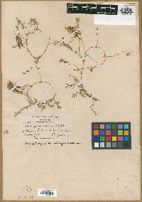 Astragalus radicans image