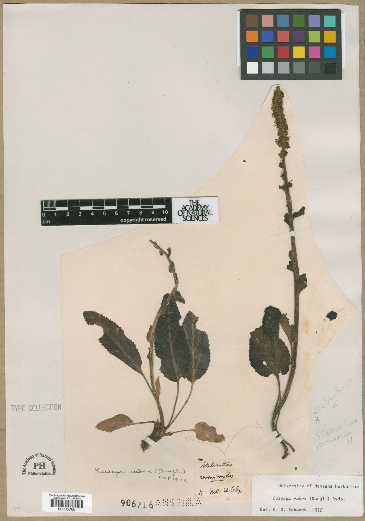 Synthyris plantaginea subsp. plantaginea image