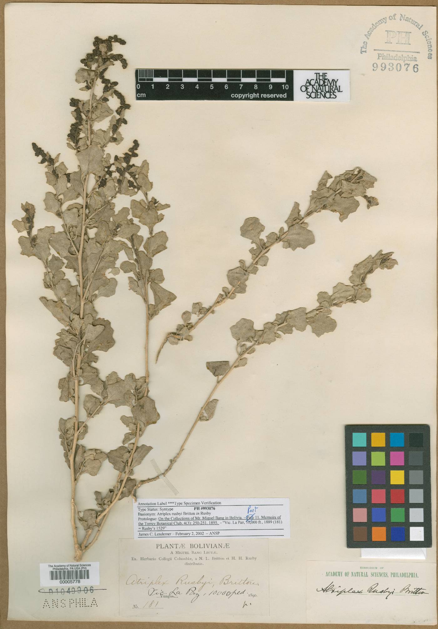Atriplex rusbyi image