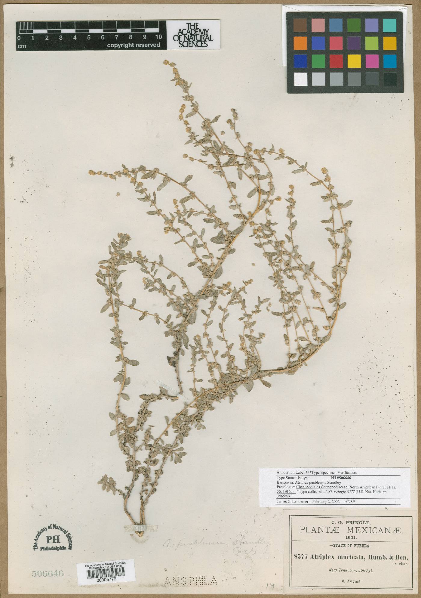 Atriplex muricata image