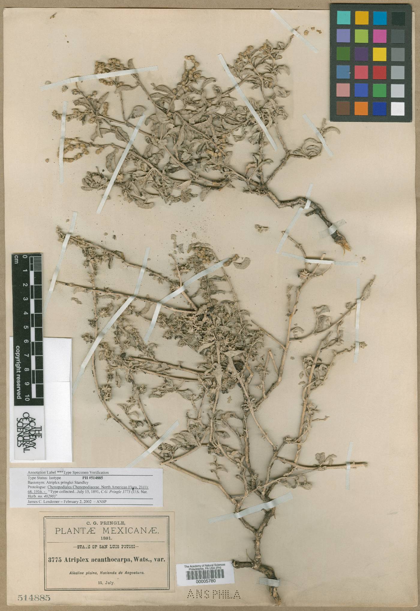 Atriplex acanthocarpa subsp. pringlei image