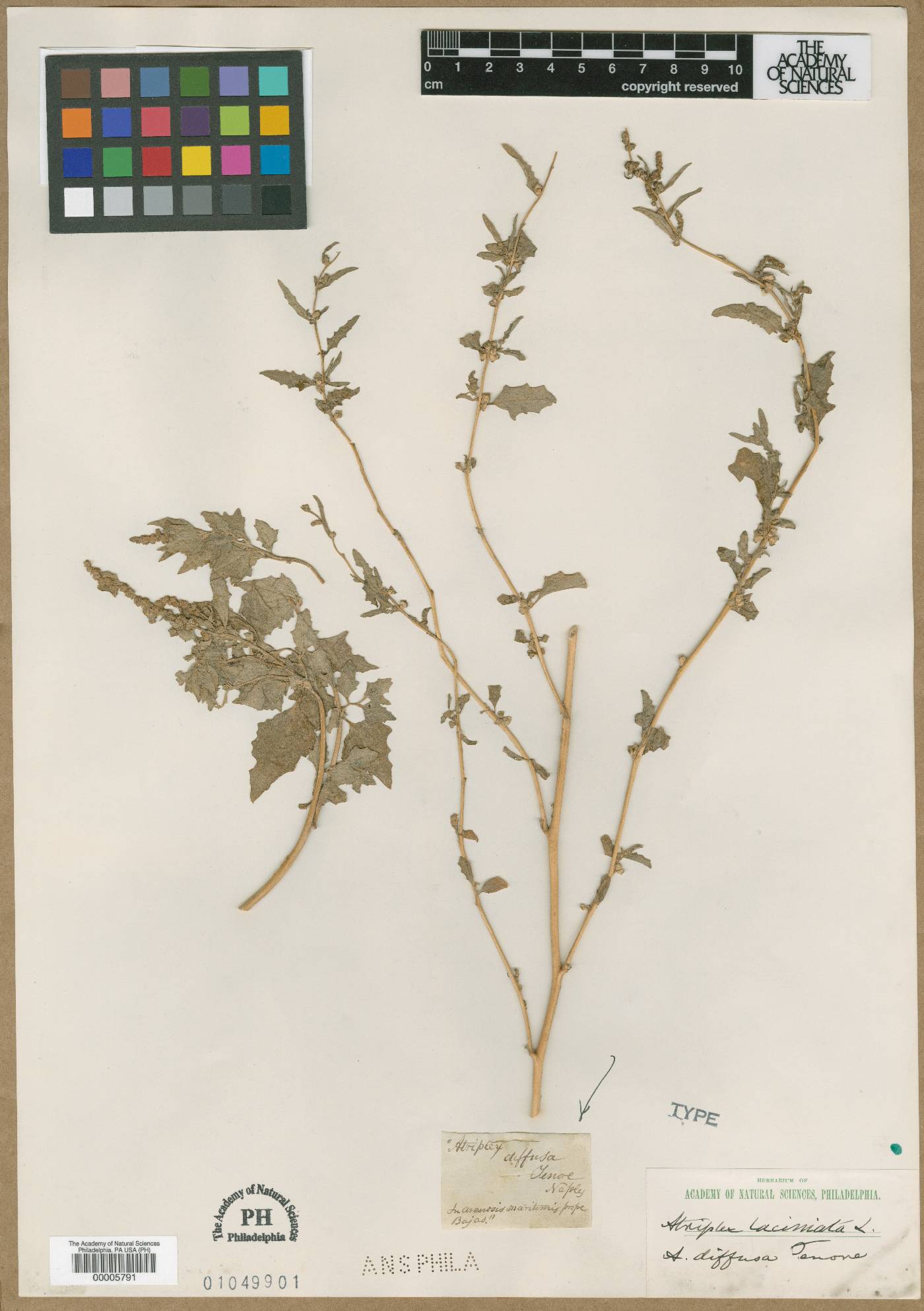 Atriplex tatarica image