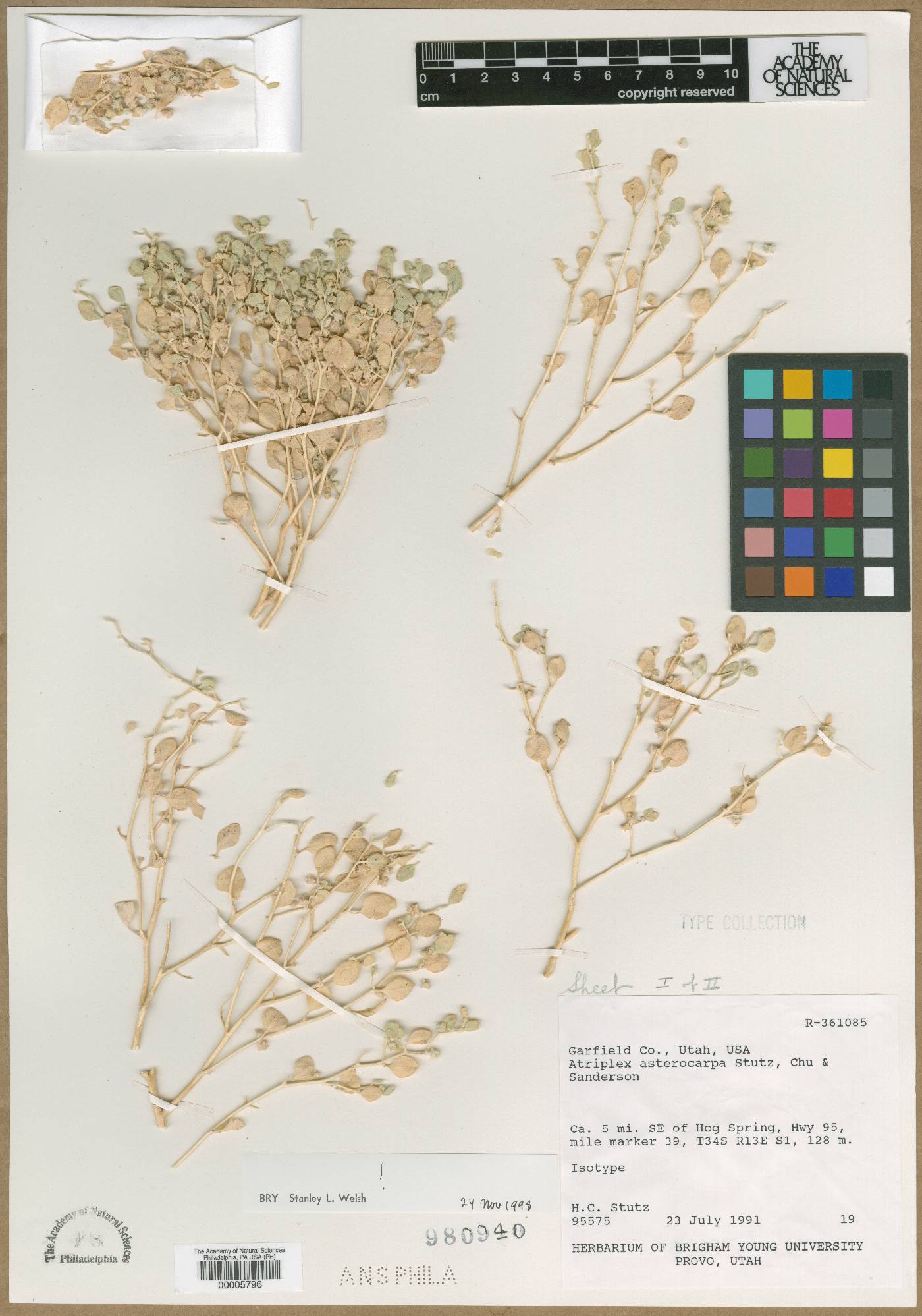 Atriplex asterocarpa image