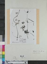 Clematis columbiana var. columbiana image
