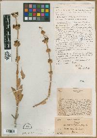 Audibertia vaseyi image
