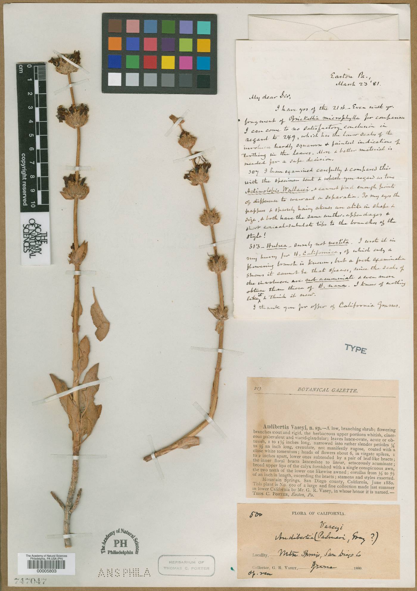 Audibertia vaseyi image