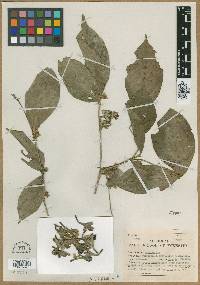 Aulacocalyx jasminiflora image