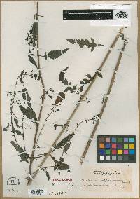 Aureolaria flava var. macrantha image