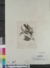 Axinaea pennellii image