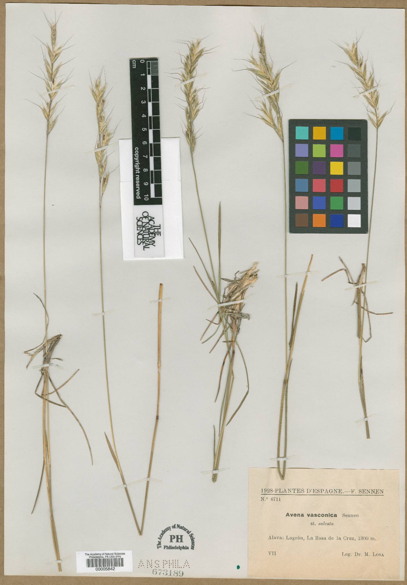 Helictochloa pratensis subsp. iberica image