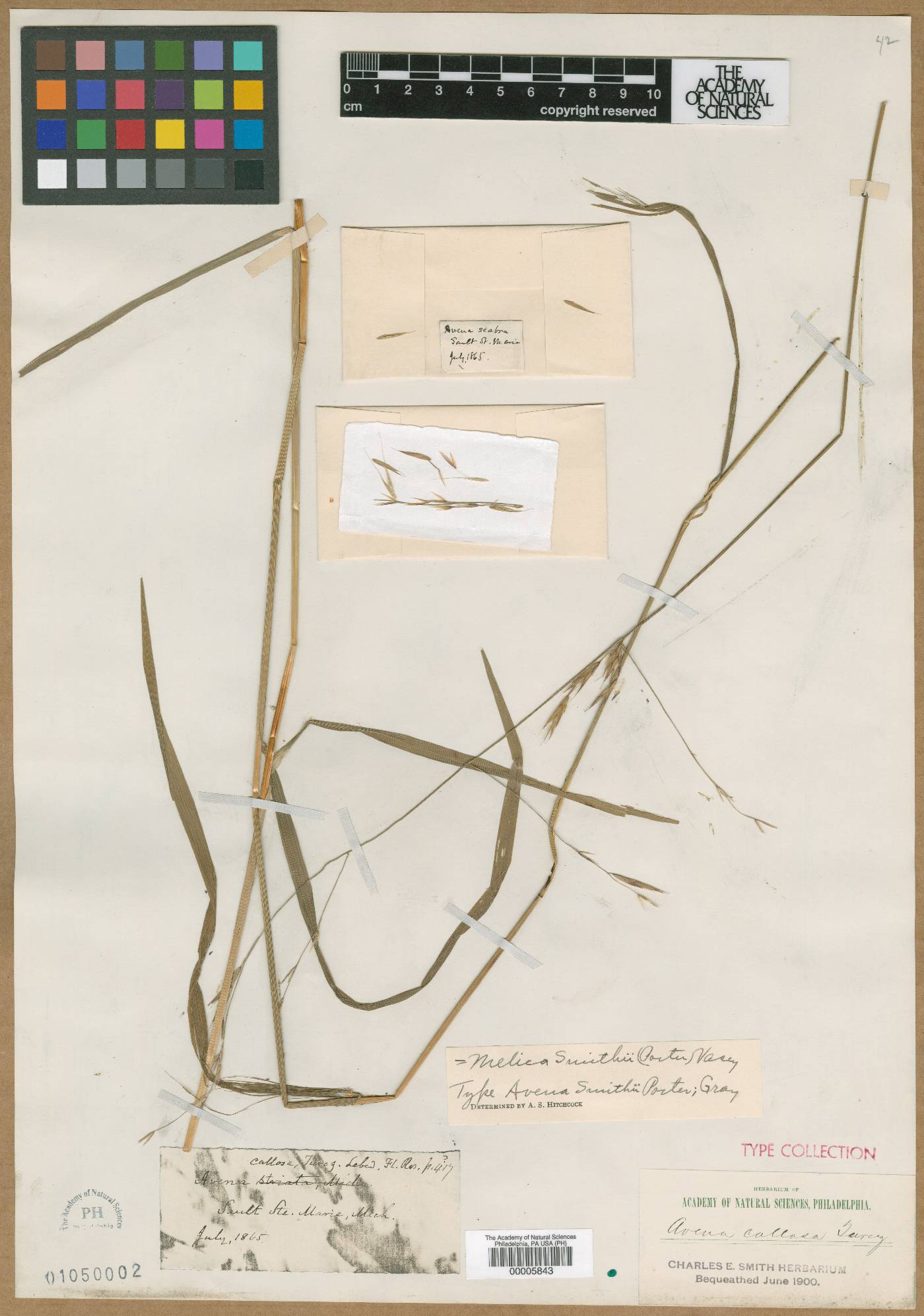 Avena smithii image