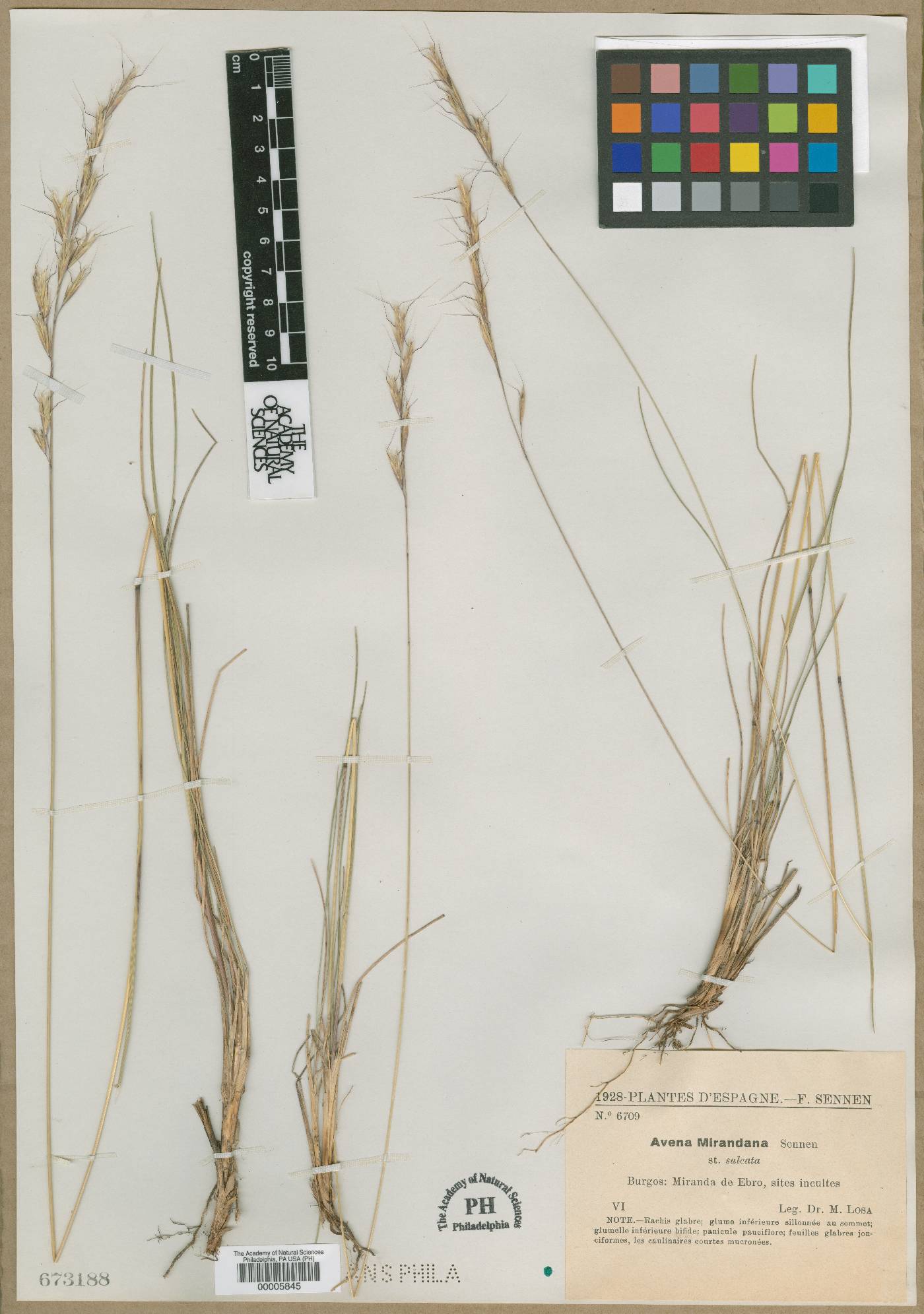 Helictochloa pratensis image