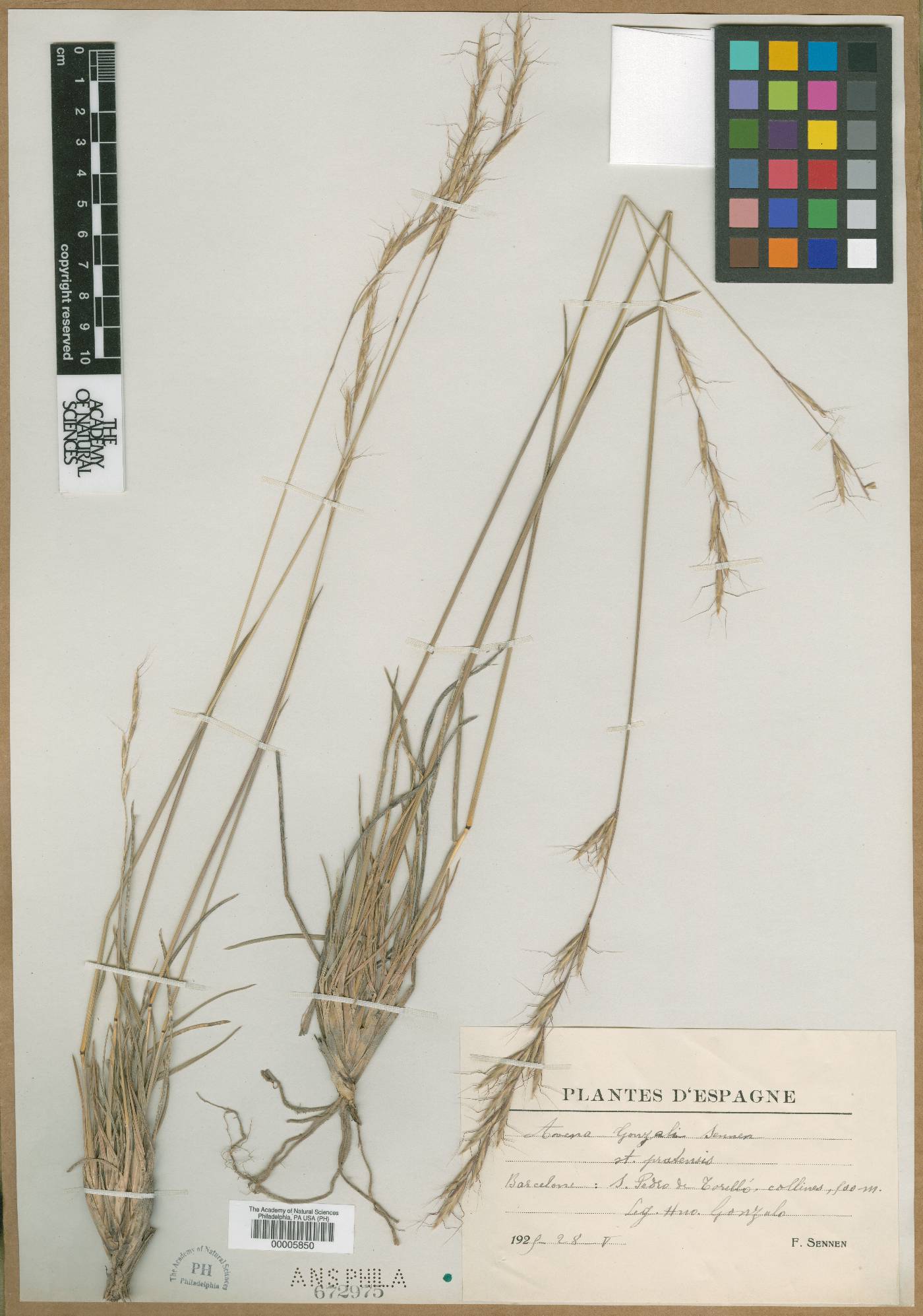 Helictochloa pratensis subsp. gonzaloi image