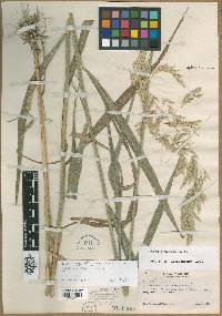 Cinna arundinacea var. inexpansa image