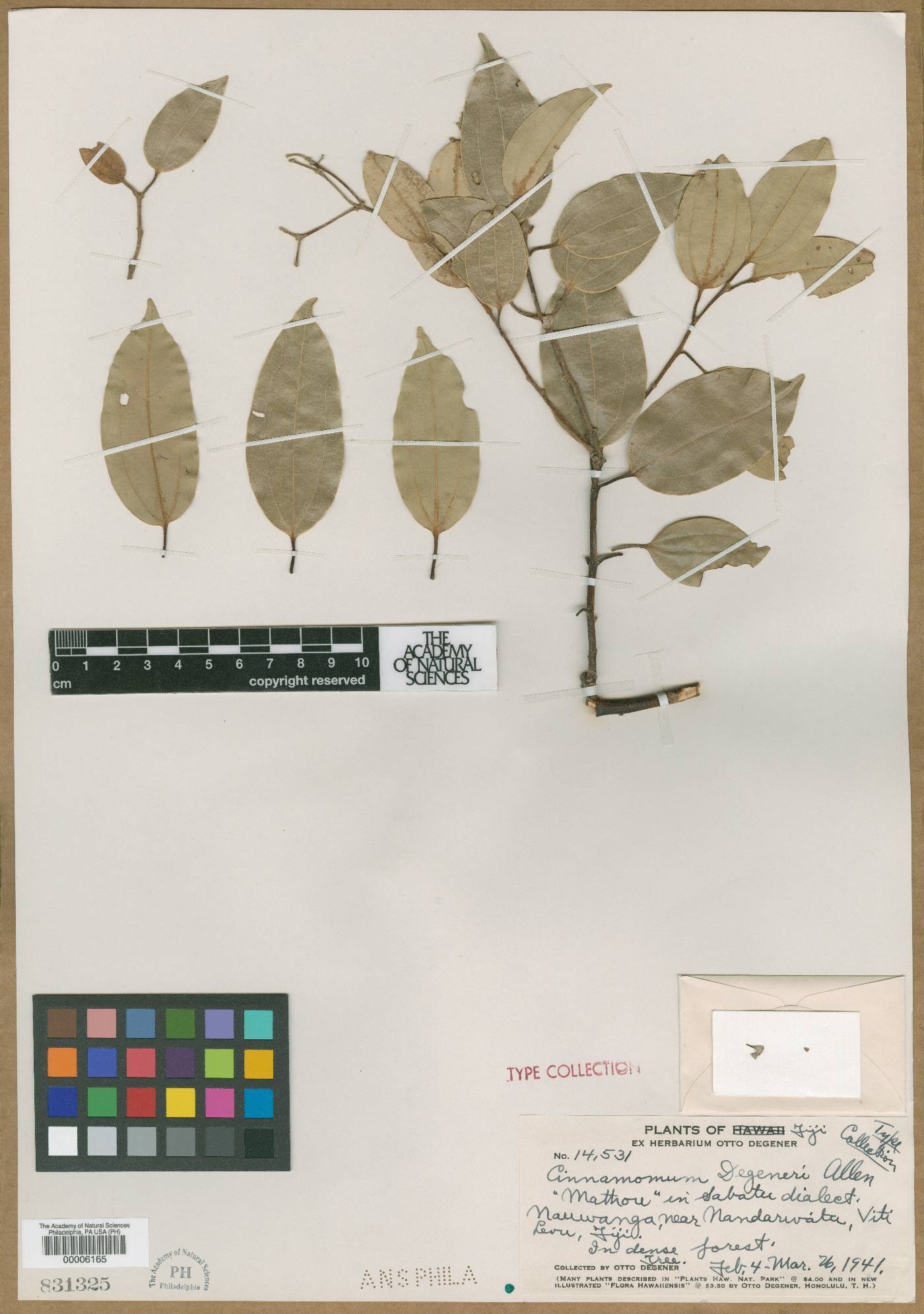 Cinnamomum degeneri image