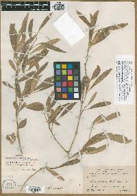 Citharexylum fruticosum var. smallii image