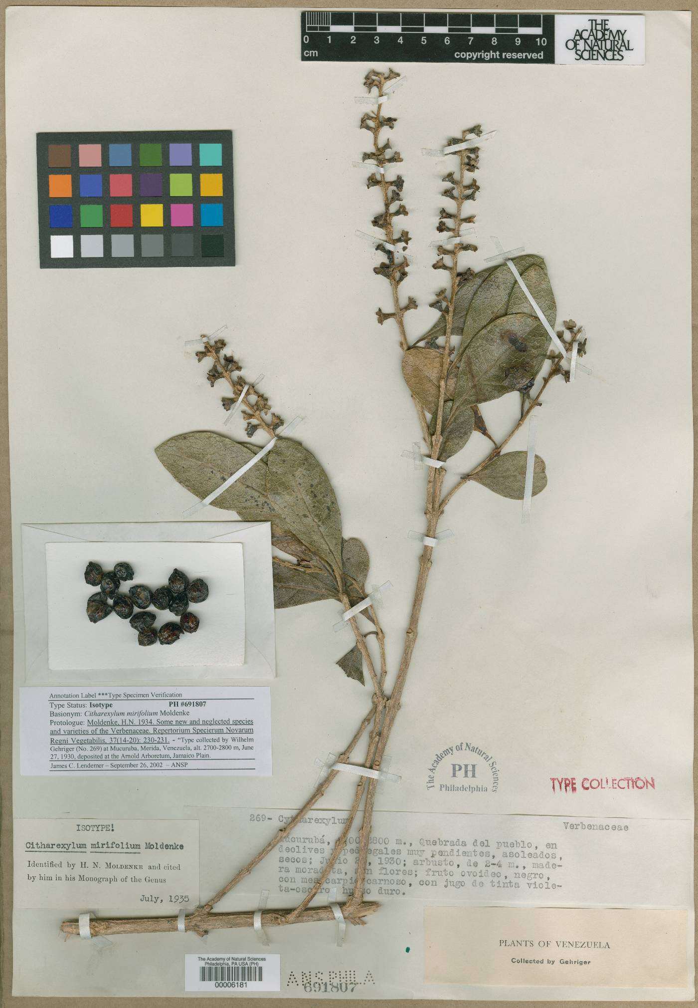 Citharexylum mirifolium image