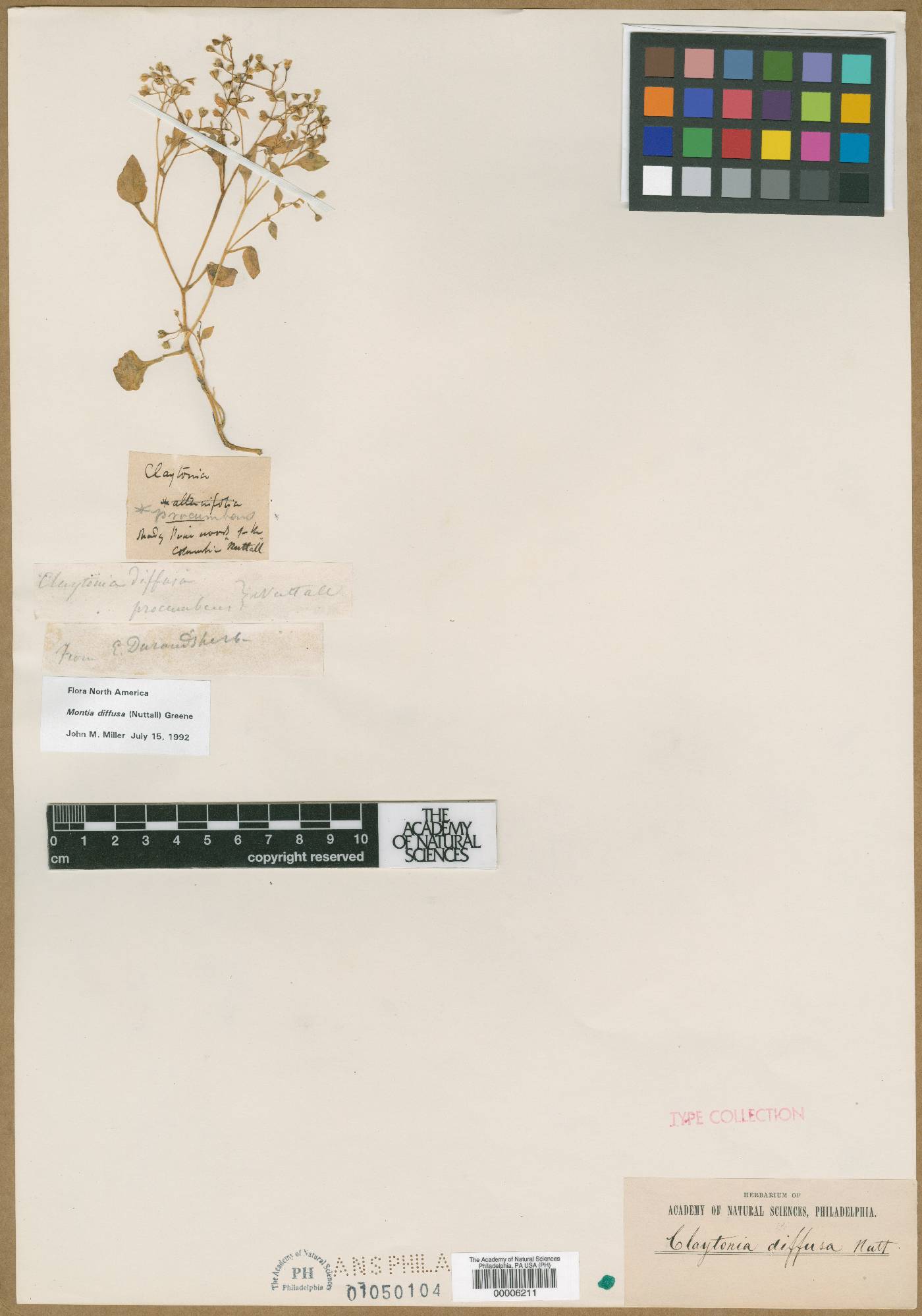Claytonia procumbens image