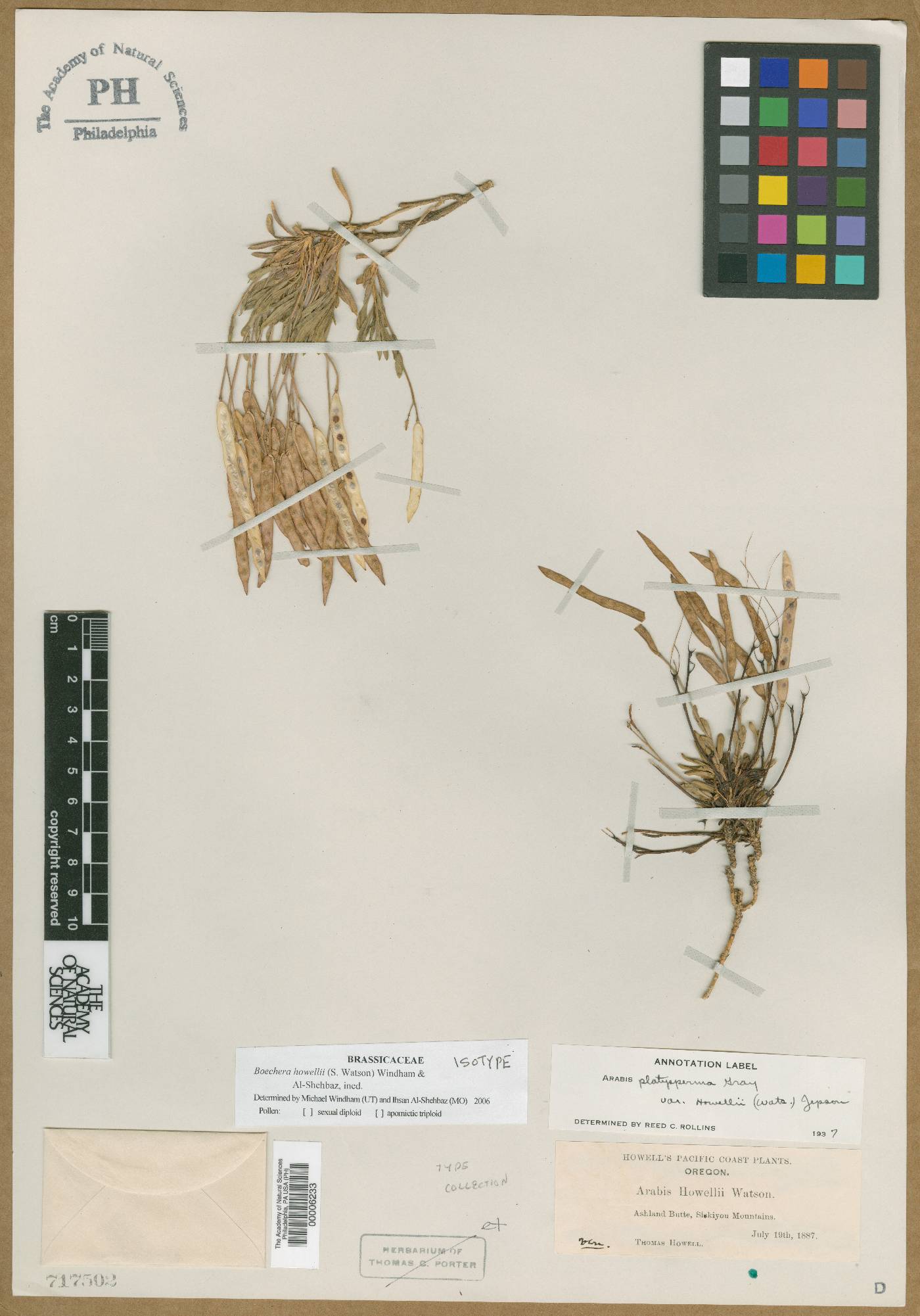 Arabis howellii image