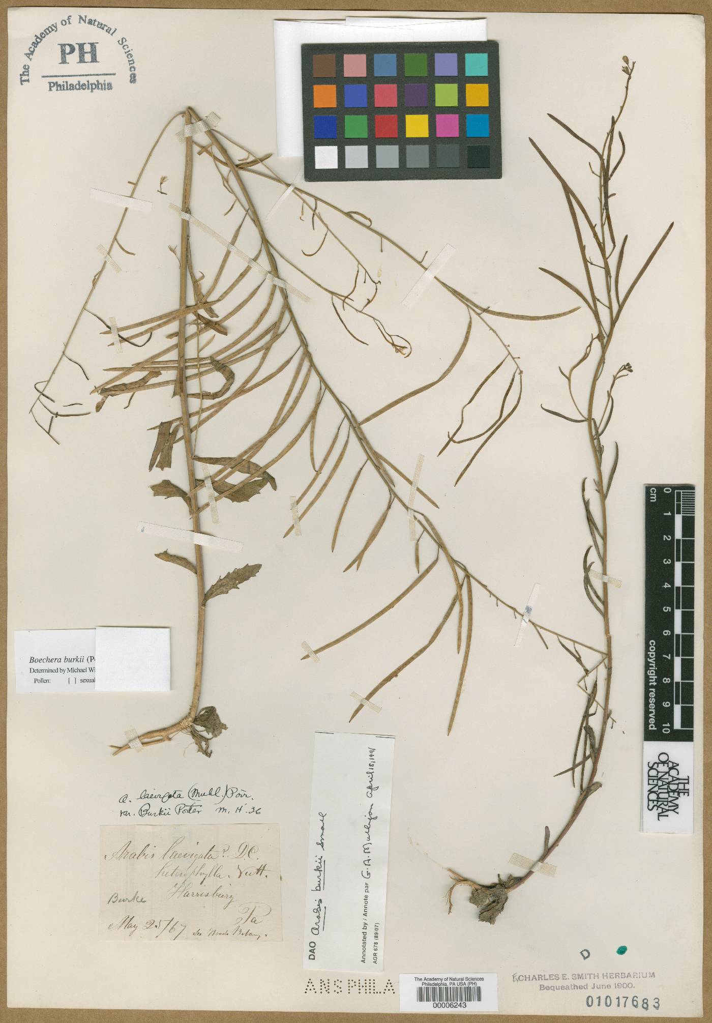 Borodinia burkii image