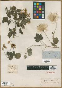 Clematis lasiantha image