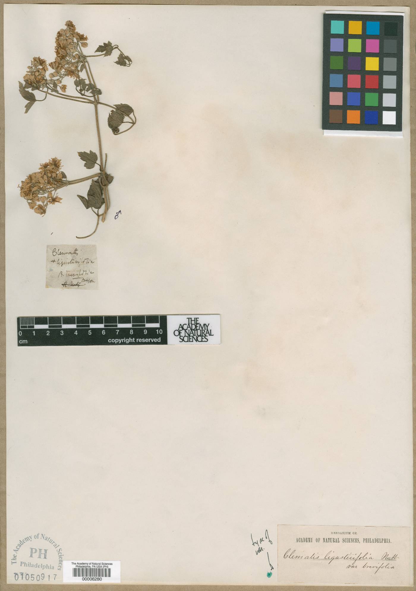 Clematis ligusticifolia var. brevifolia image