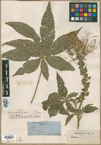 Cleome arborea image