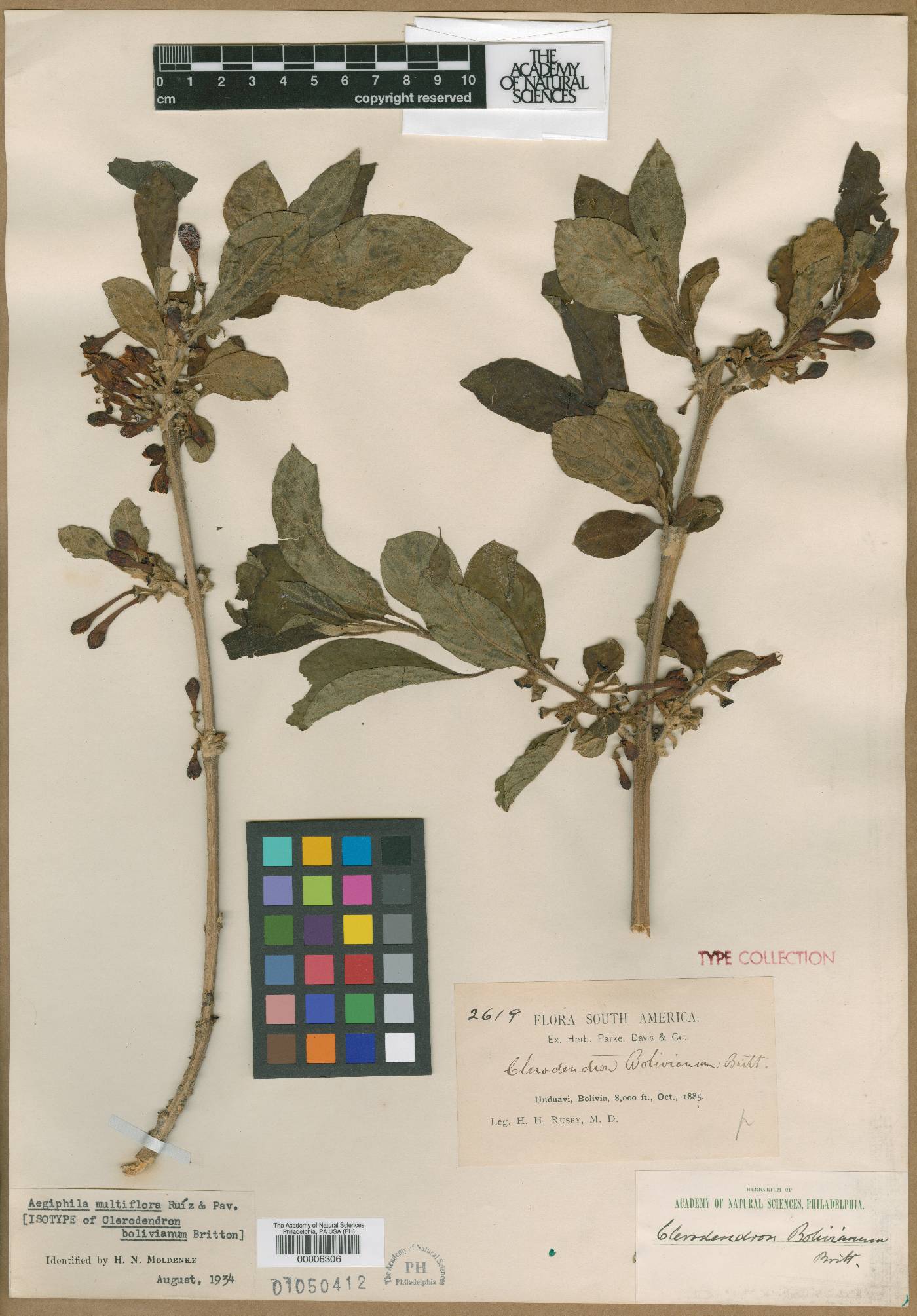 Aegiphila multiflora image