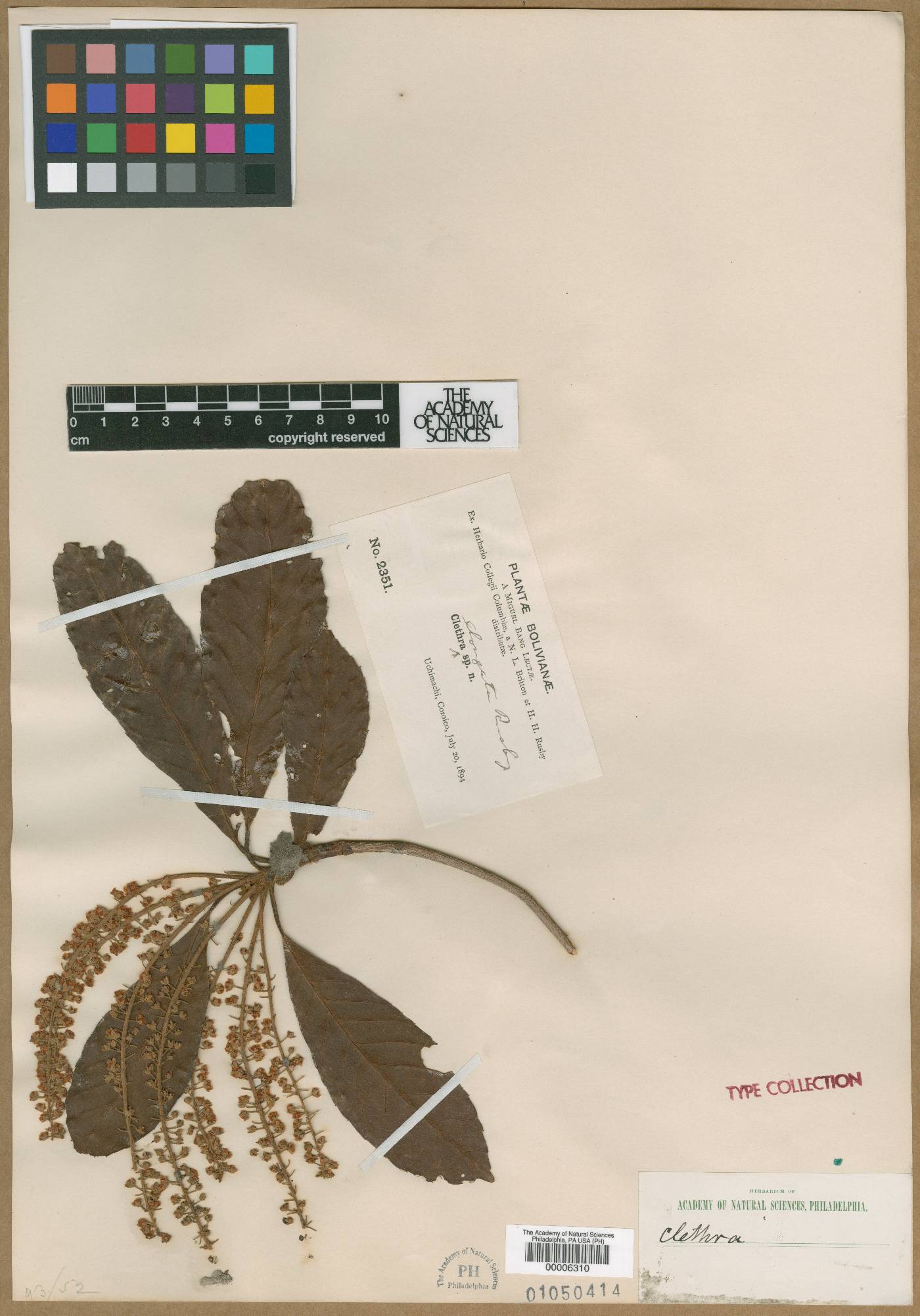 Clethra elongata image