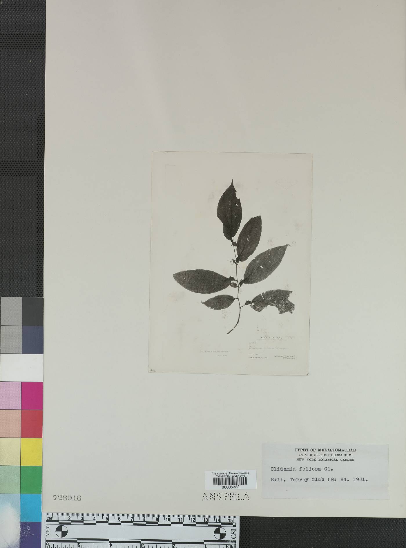 Miconia formicofoliosa image