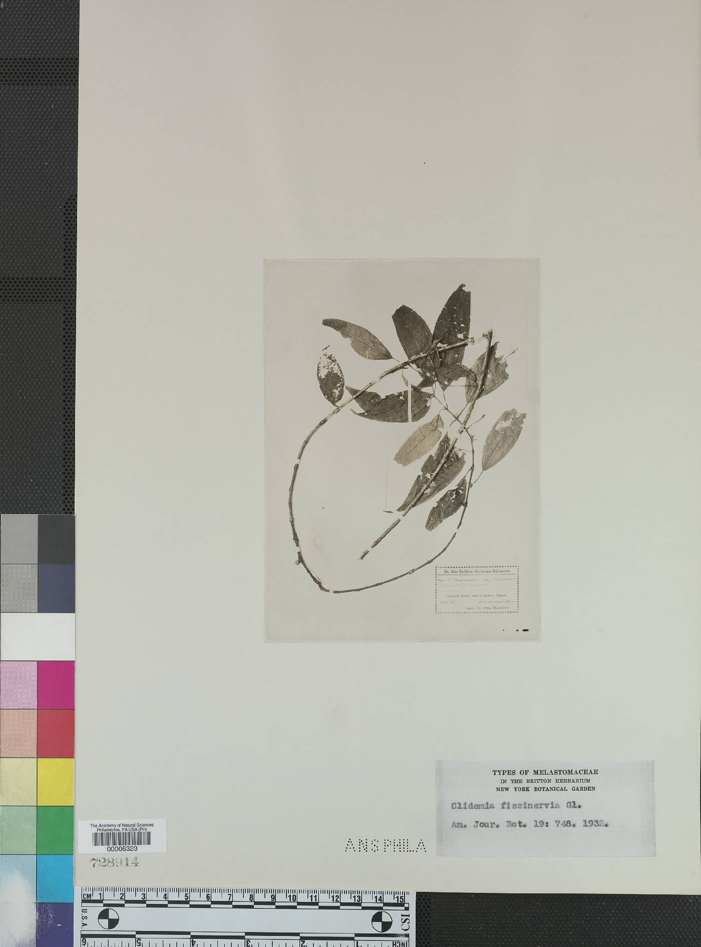 Miconia fissinervia image