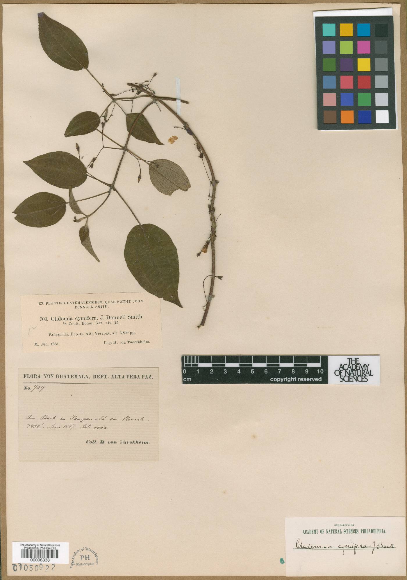 Clidemia cymifera image