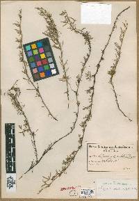 Image of Cliffortia pedunculata