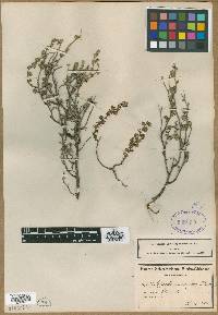 Image of Cliffortia ramosissima