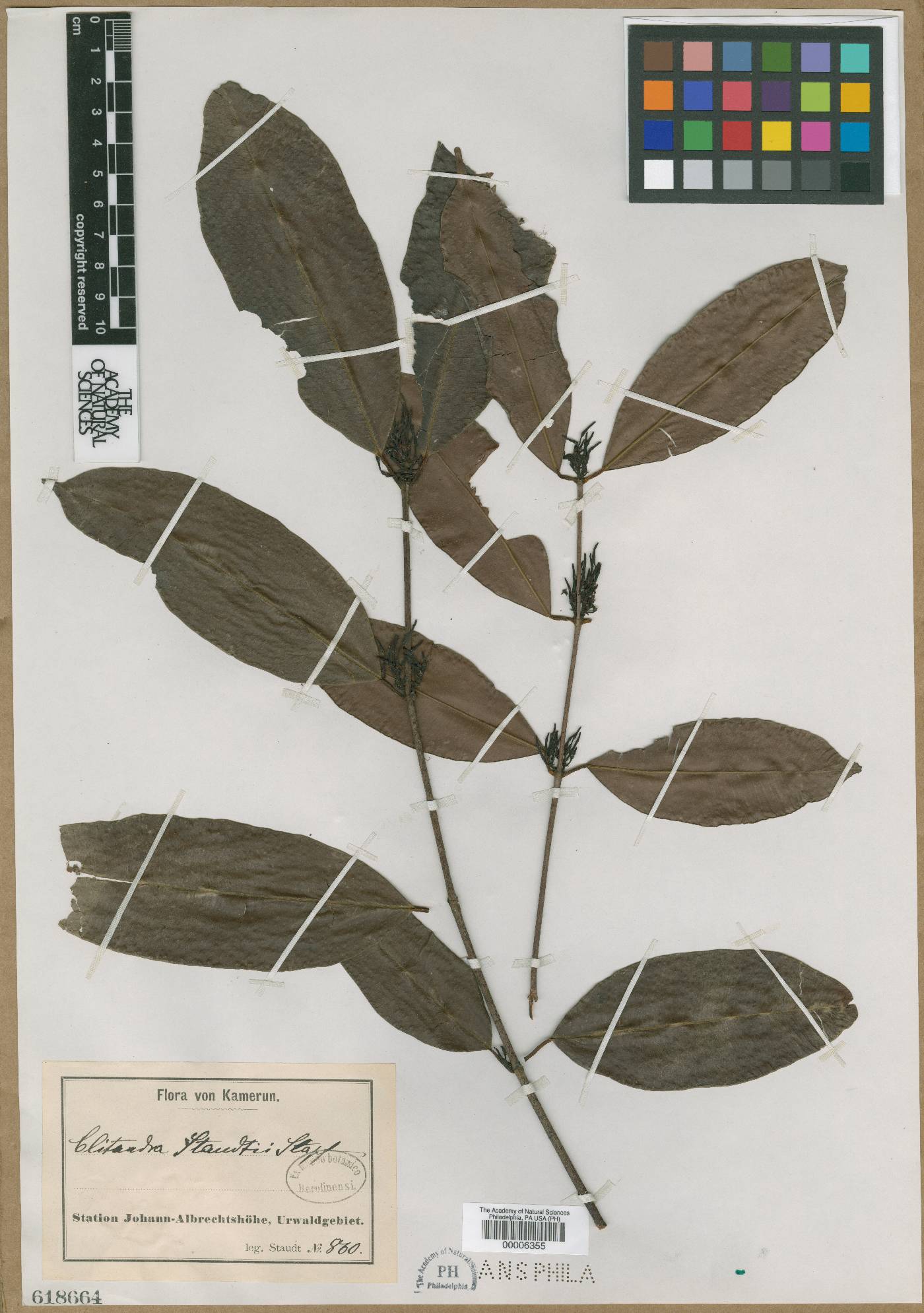 Orthopichonia visciflua image