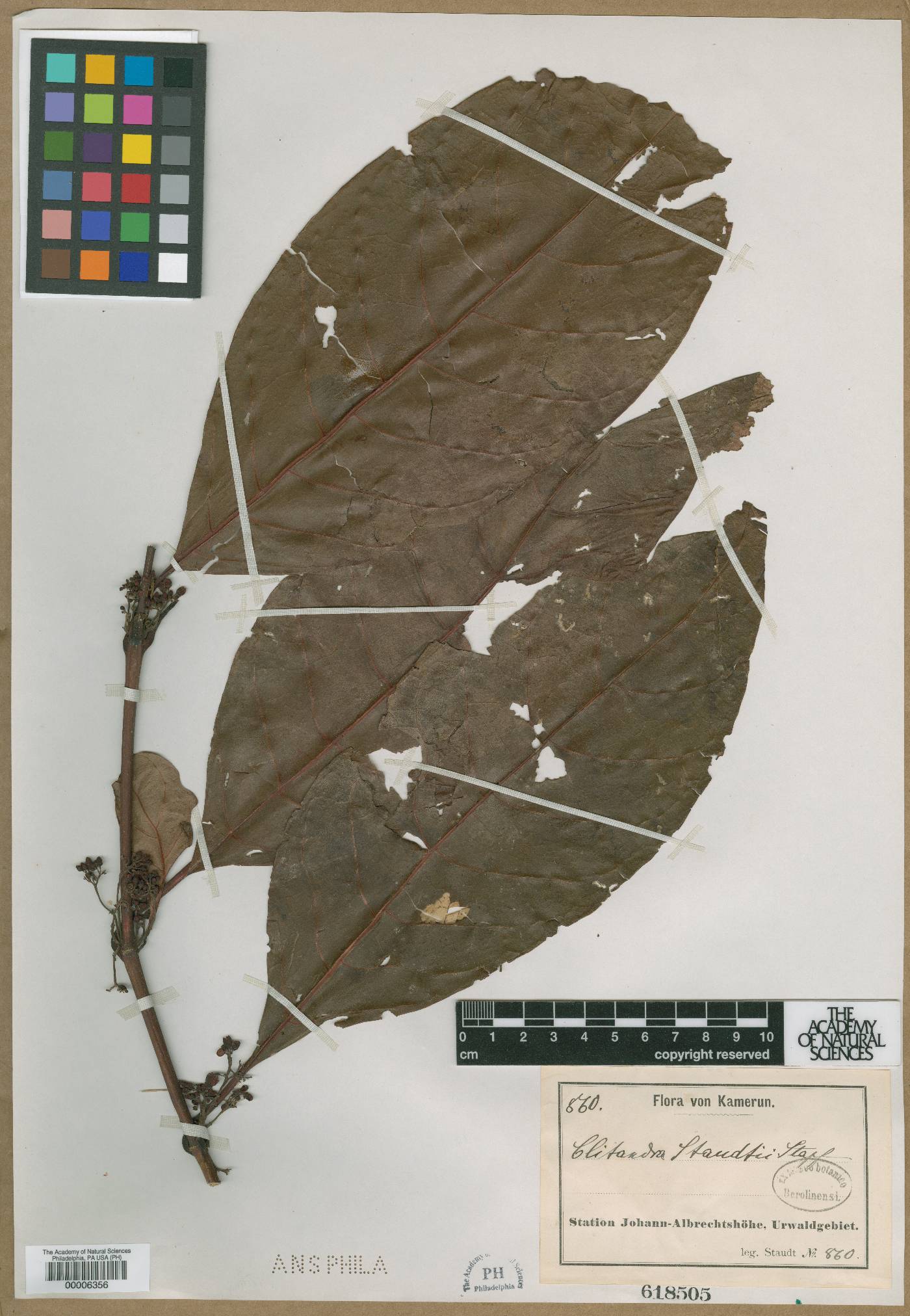 Orthopichonia visciflua image
