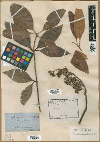 Cloezia artensis image