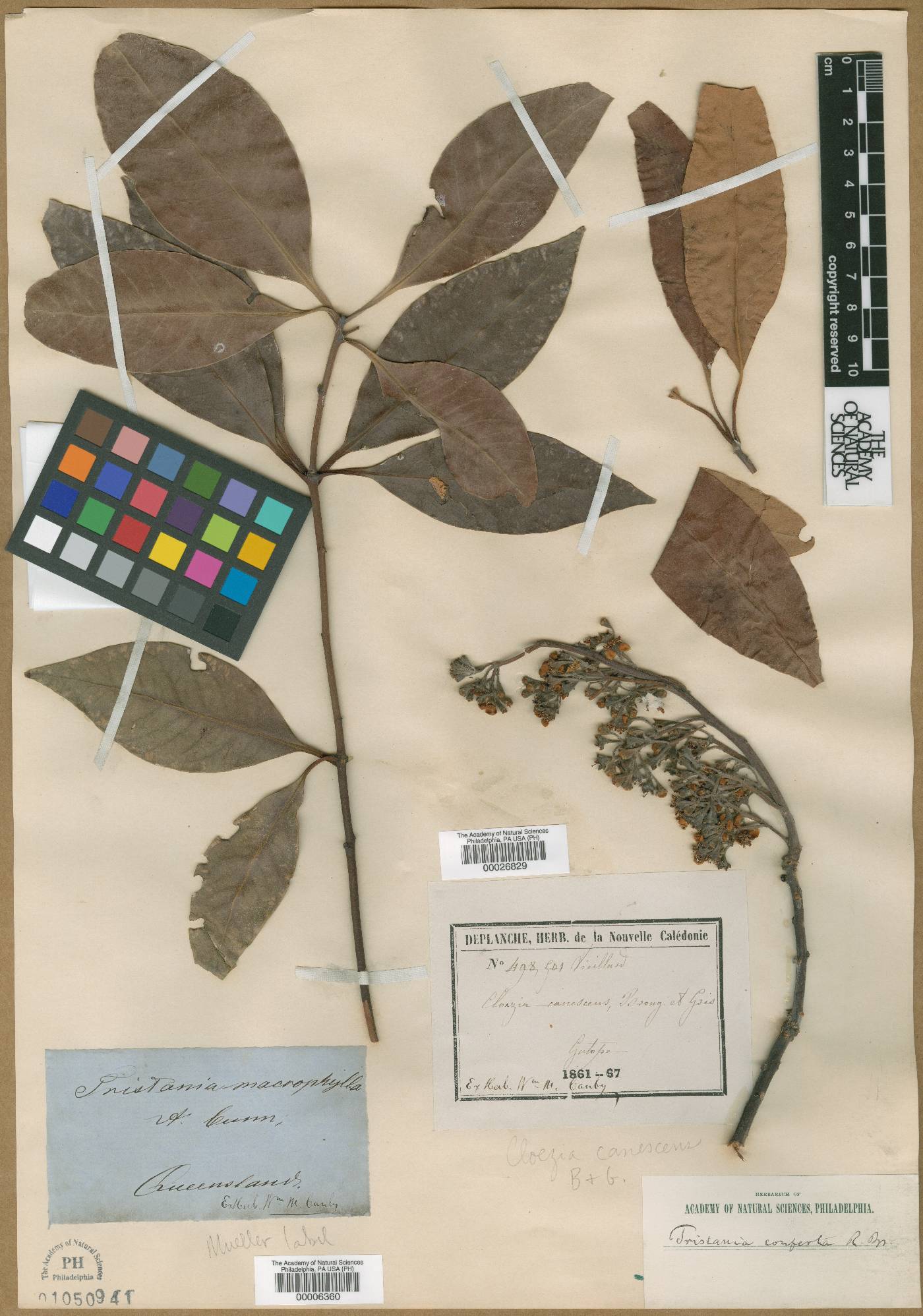 Cloezia artensis image