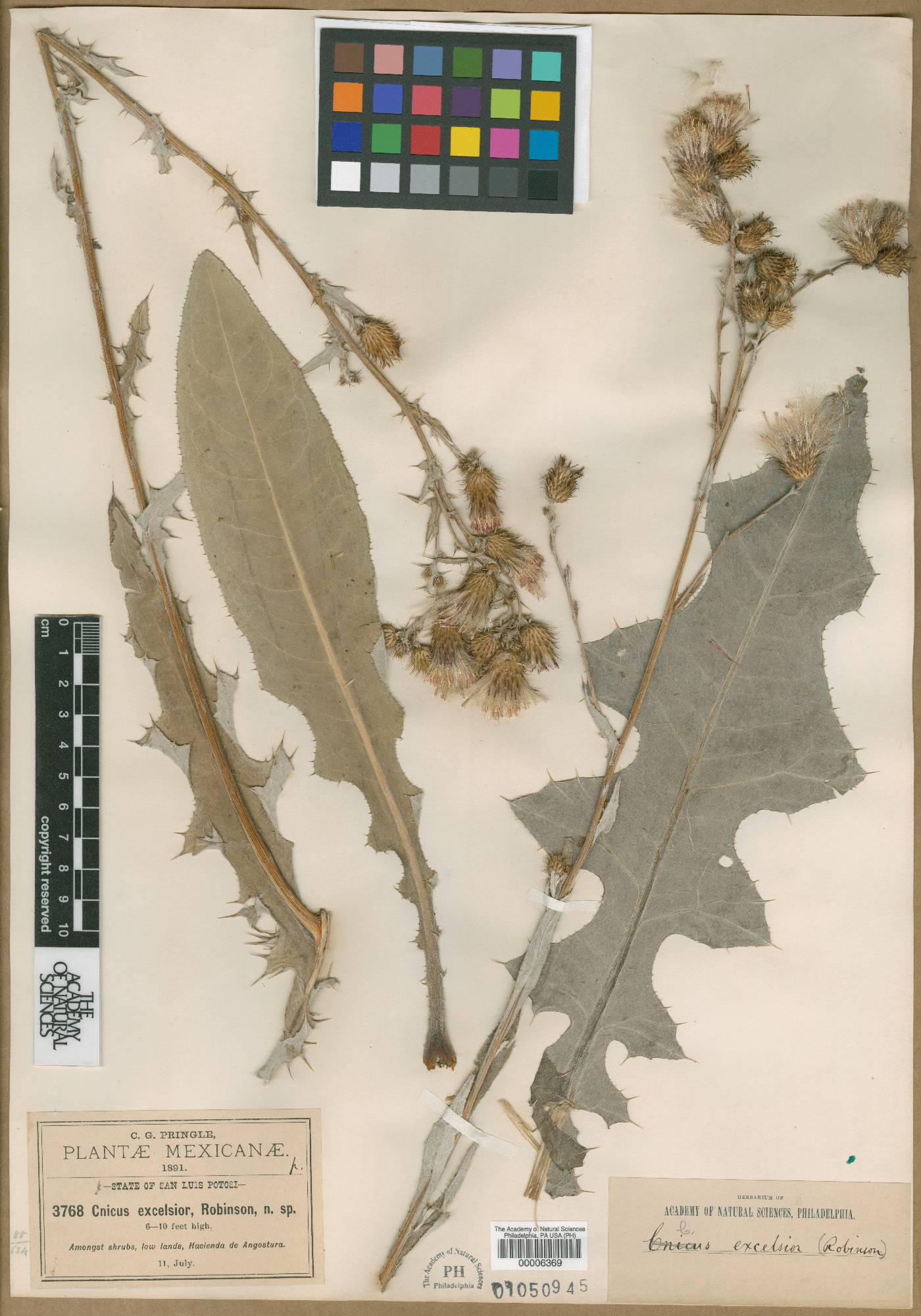 Cirsium excelsius image
