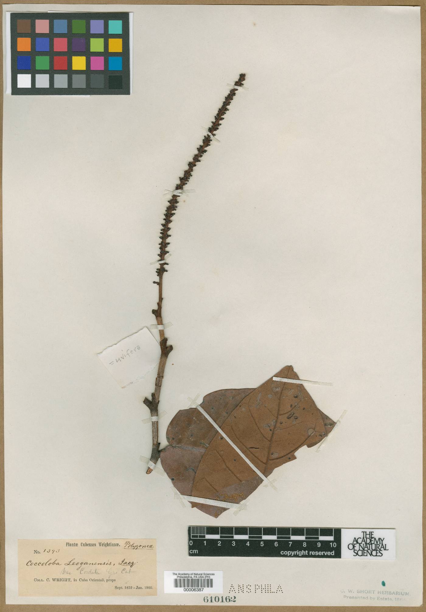 Coccoloba leoganensis image