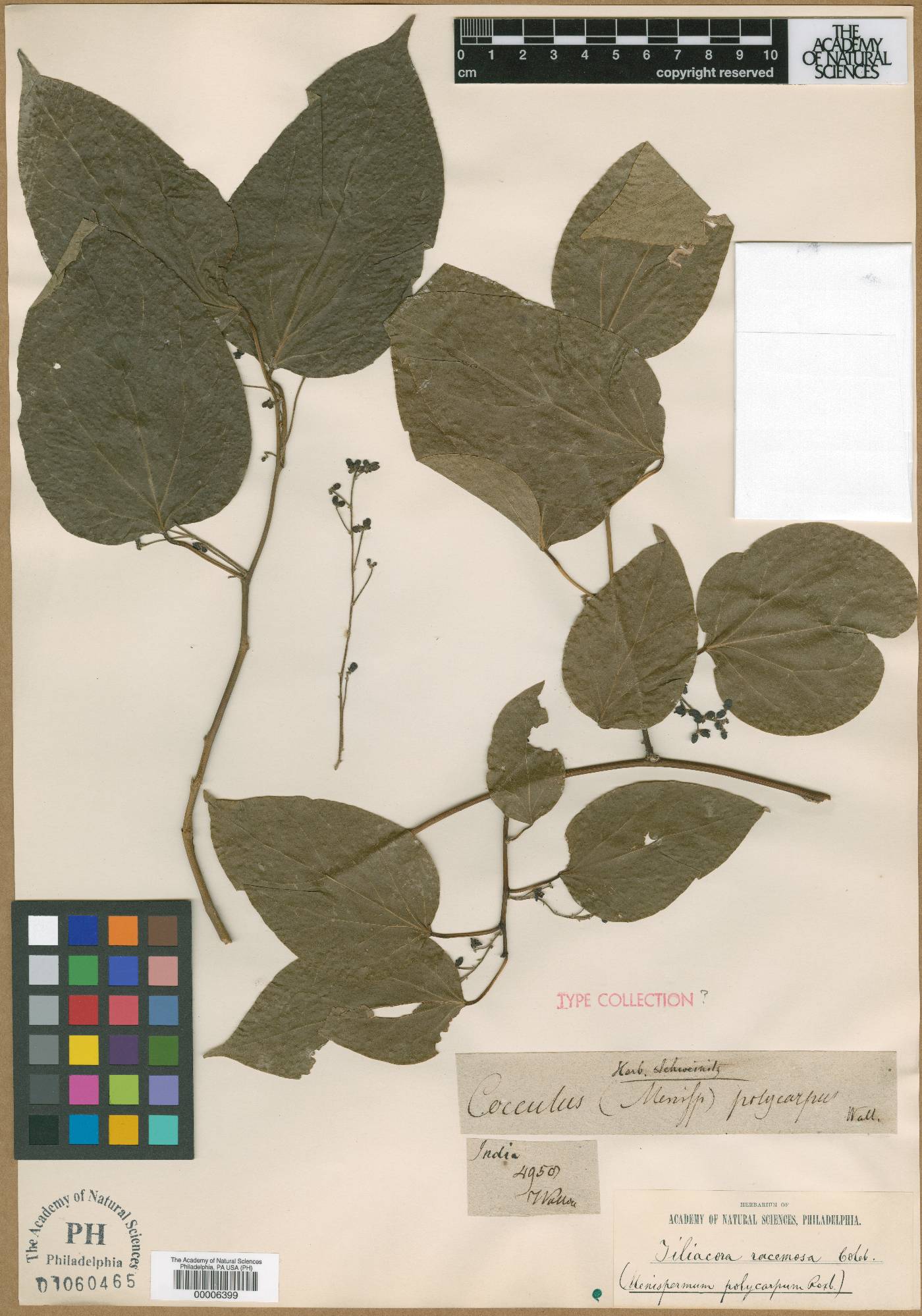 Tiliacora acuminata image