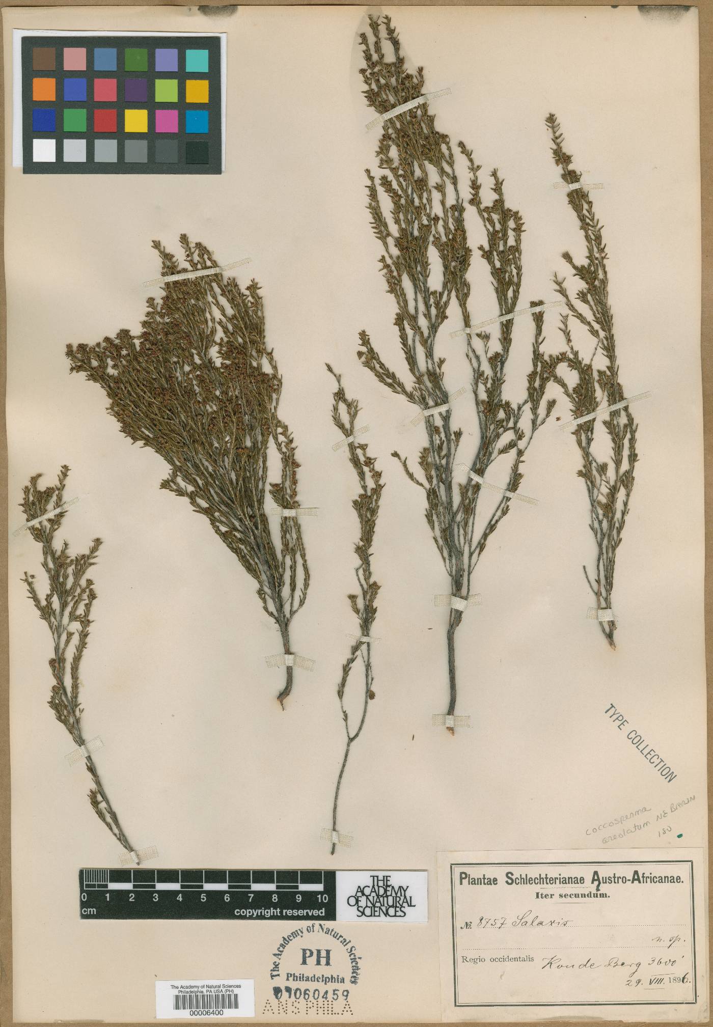 Erica areolata image