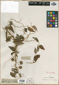 Codonopsis viridis image