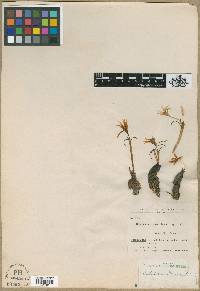 Media resource of Colchicum freynii